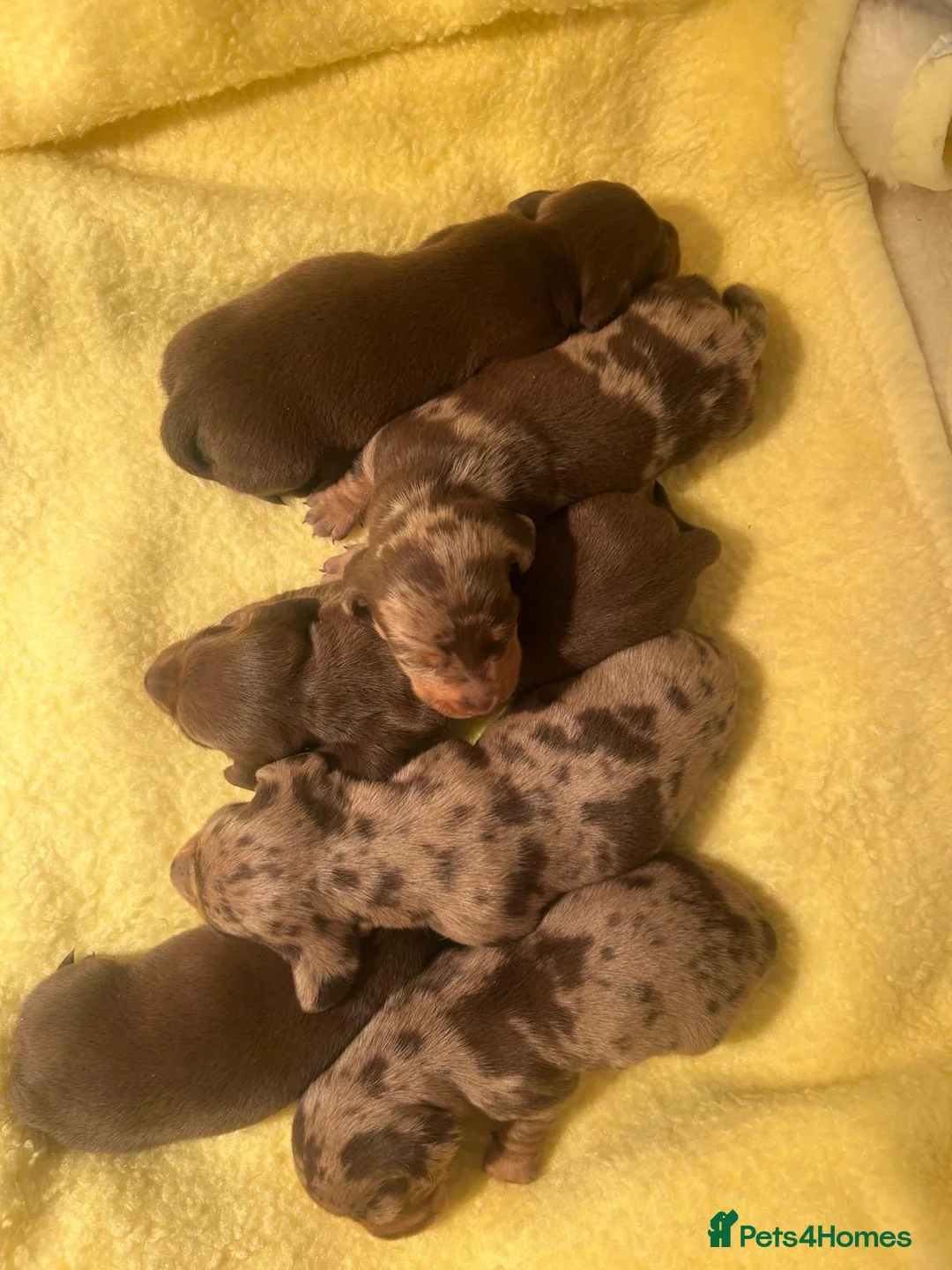 Miniature Dachshund dogs for sale:  🐾 Adorable Puppies Ready for Loving Homes! 🐾 - Advert 4
