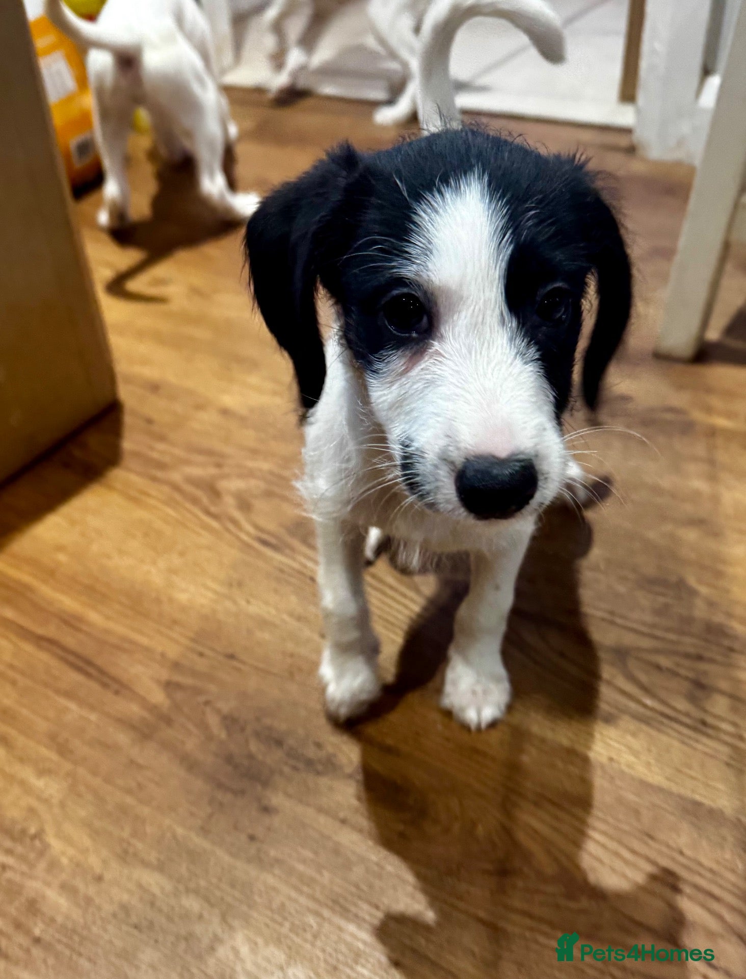 Mixed Breed dogs  Whippet x Poodle puppies READY NOW - Advert 1