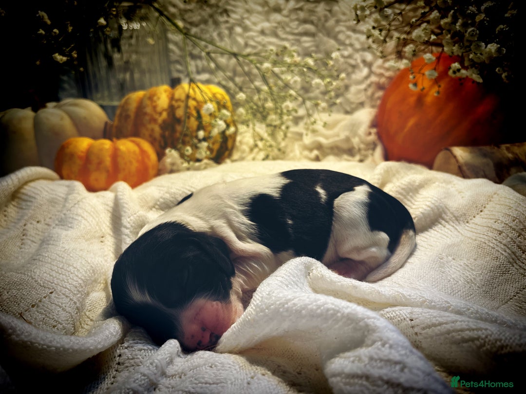 Cocker Spaniel dogs for sale: FAMILY RAISED SHOW TYPE COCKER READY NOW  - Advert 16