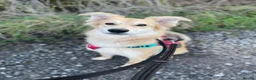 Mixed Breed dogs for adoption: Meet Mable, currently residing in Cheshire  in Nantwich - Advert 7