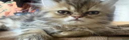 Persian cats for sale: Golden Chinchilla Female Persian kittens - Advert 6