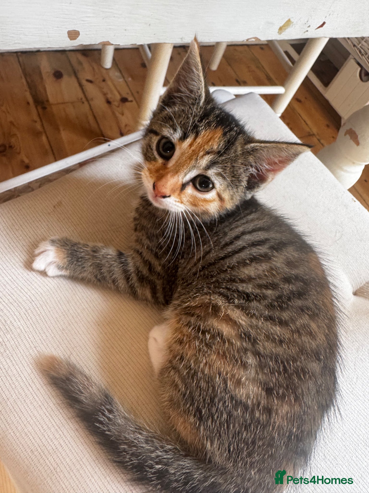 Mixed Breed cats Mixed marble litter - Advert 2