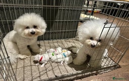 Bichon Frise dogs for sale: Pure Pedigree Champion Bloodline Bichon Frise  - Image 8