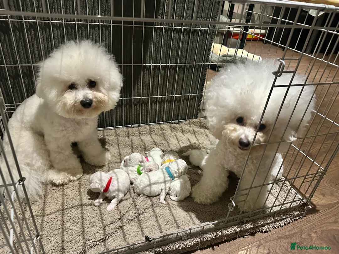 Bichon Frise dogs for sale: Pure Pedigree Champion Bloodline Bichon Frise  - Advert 24