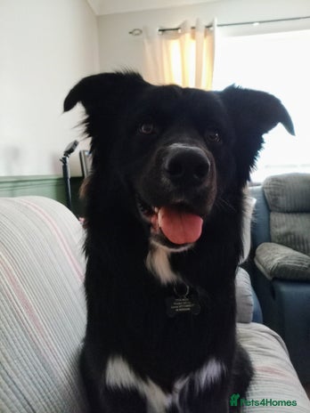 Mixed Breed dogs - Advert 11