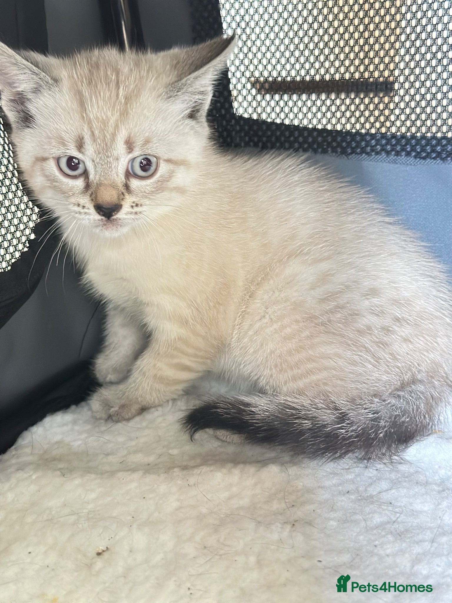 Mixed Breed cats for sale: 2 Cute kittens 🐱 ready to go ❤️ - Advert 5