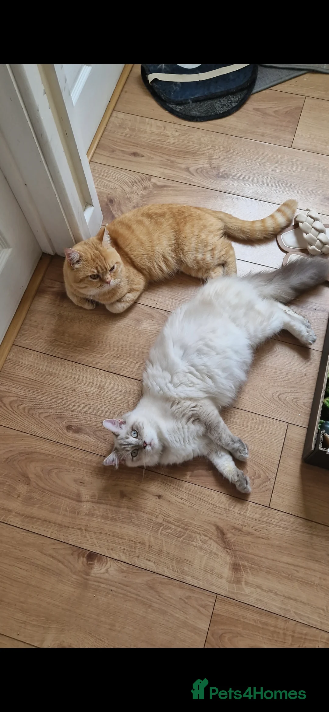 Mixed Breed cats for sale: Ragdoll cross British shorthair  - Advert 11