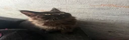 Maine Coon cats for sale: Beautiful Maine Coon Kittens  - Advert 10