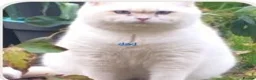 British Shorthair cats for sale: Beautiful British Shorthair Kittens for Sale  - Advert 3