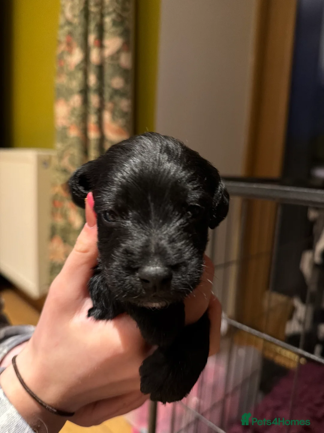 Mixed Breed dogs for sale: PatterPoo Litter - Advert 2