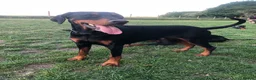 Dobermann dogs for sale: KC Registered Dobermann Puppies in Sandbach - Advert 2