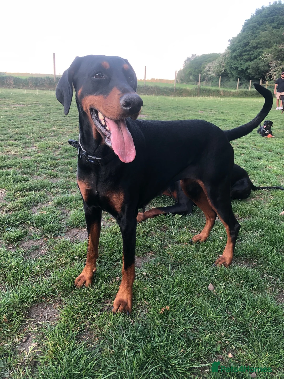 Dobermann dogs for sale: KC Registered Dobermann Puppies in Sandbach - Advert 2