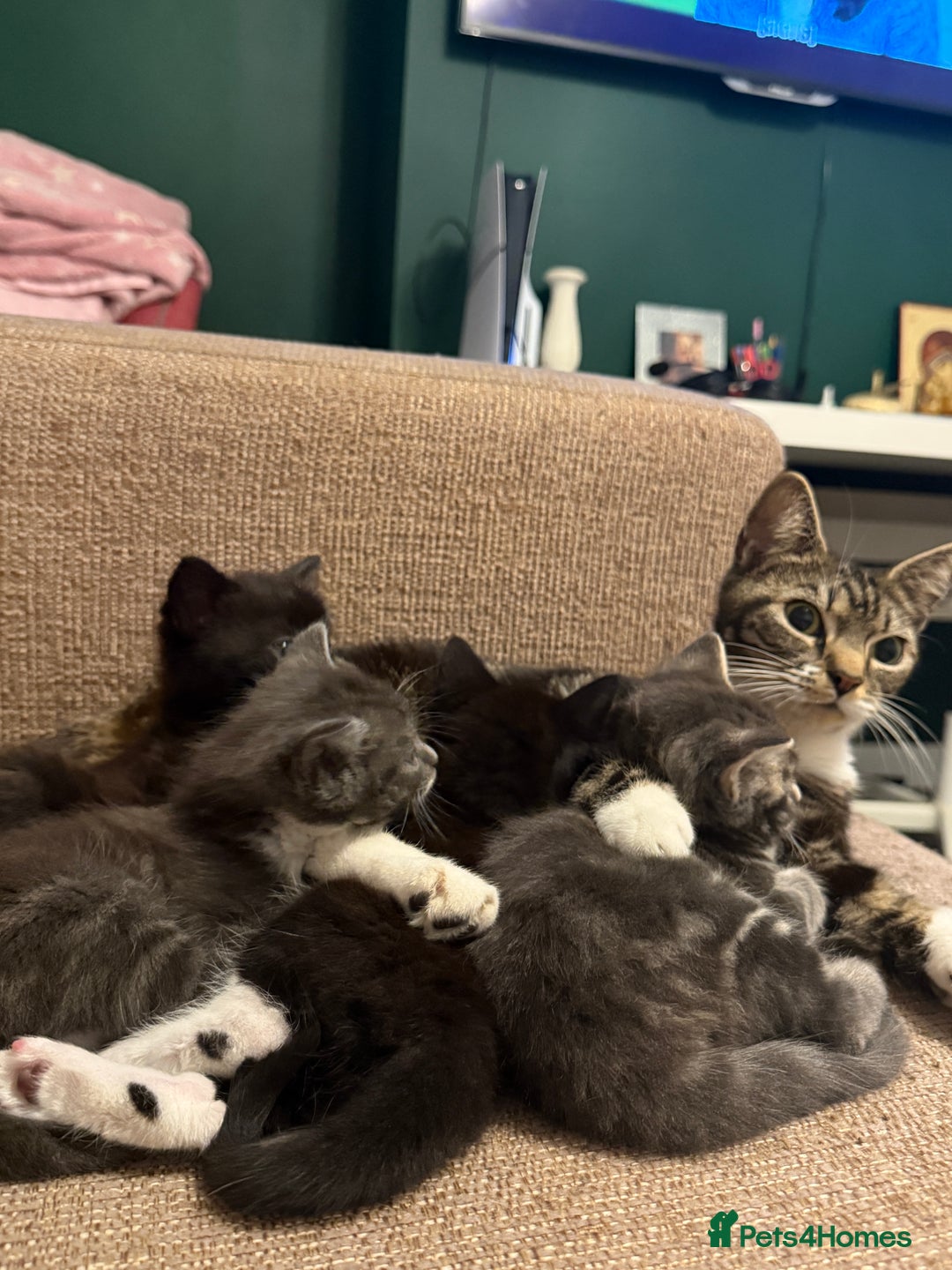 Mixed Breed cats for sale: Mixed breed kittens for sale - Image 9