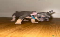 French Bulldog dogs for sale: BLUE & CREAM/TAN Isabella/pink carrying. - Image 28