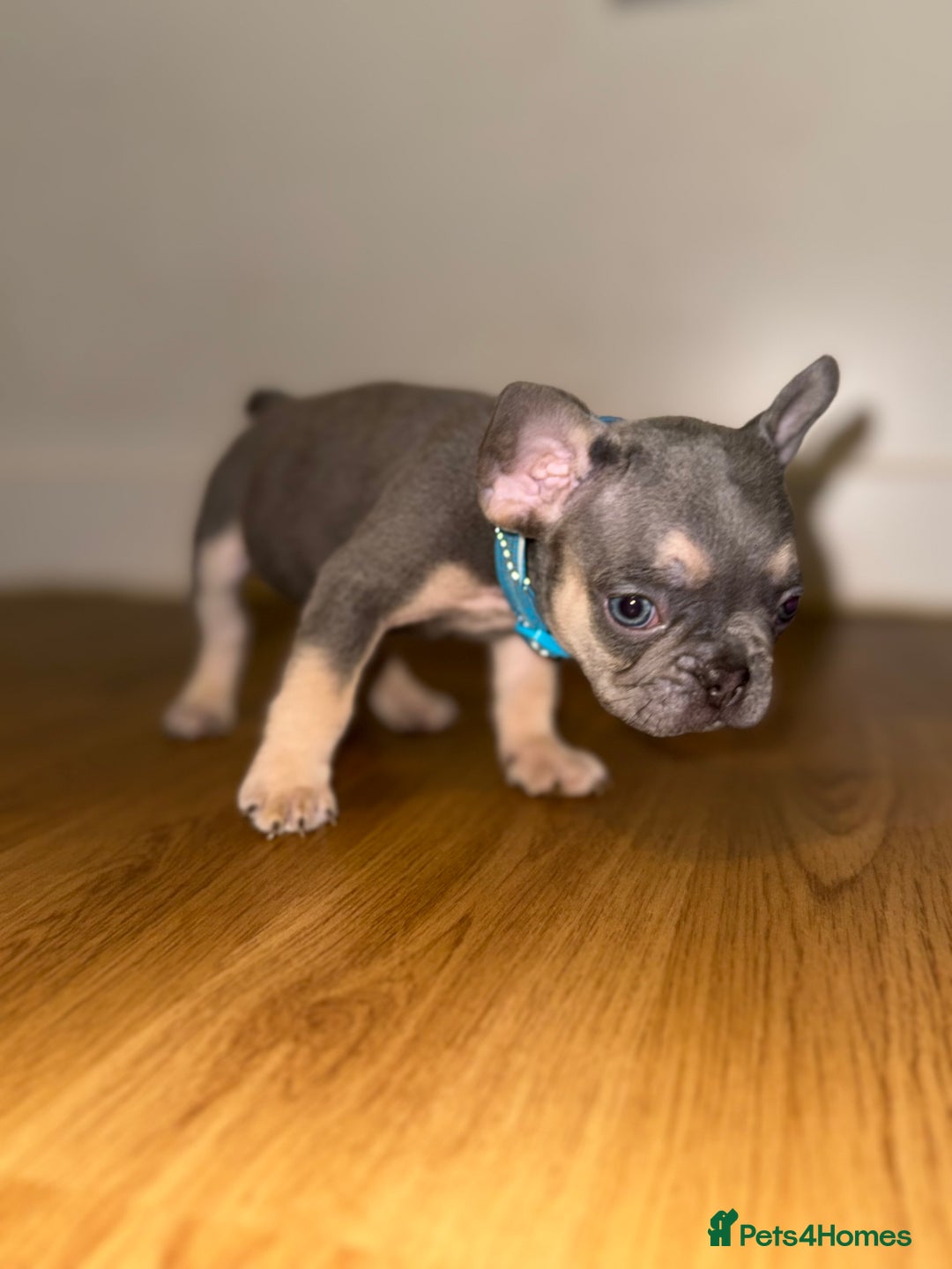 French Bulldog dogs for sale: BLUE & CREAM/TAN Isabella/pink carrying. - Image 28
