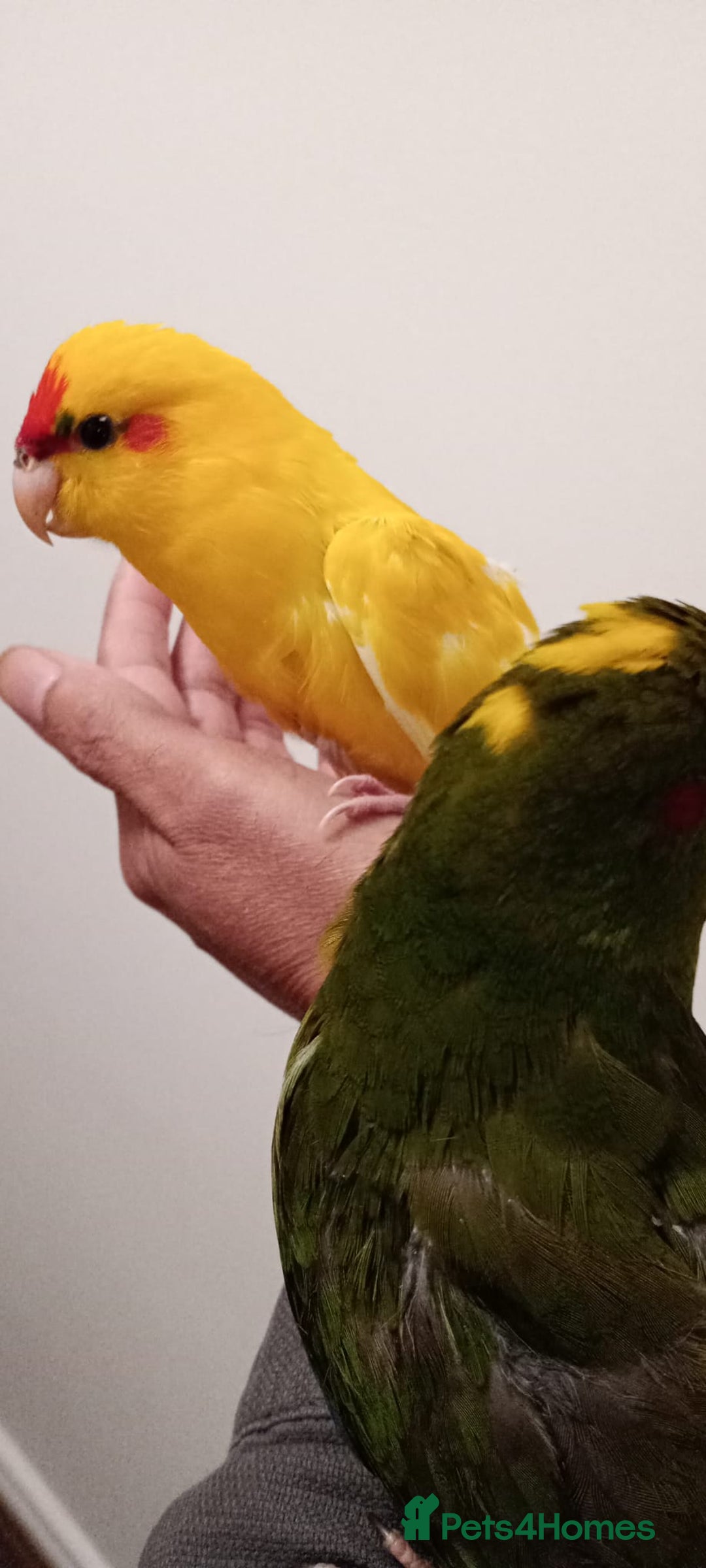 Parakeets birds for sale: Hand reared baby Kakariki for sale  - Image 2