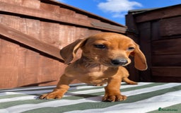 Dachshund dogs for sale: 4 beautiful dachshund puppies ready to go!!!! - Image 3