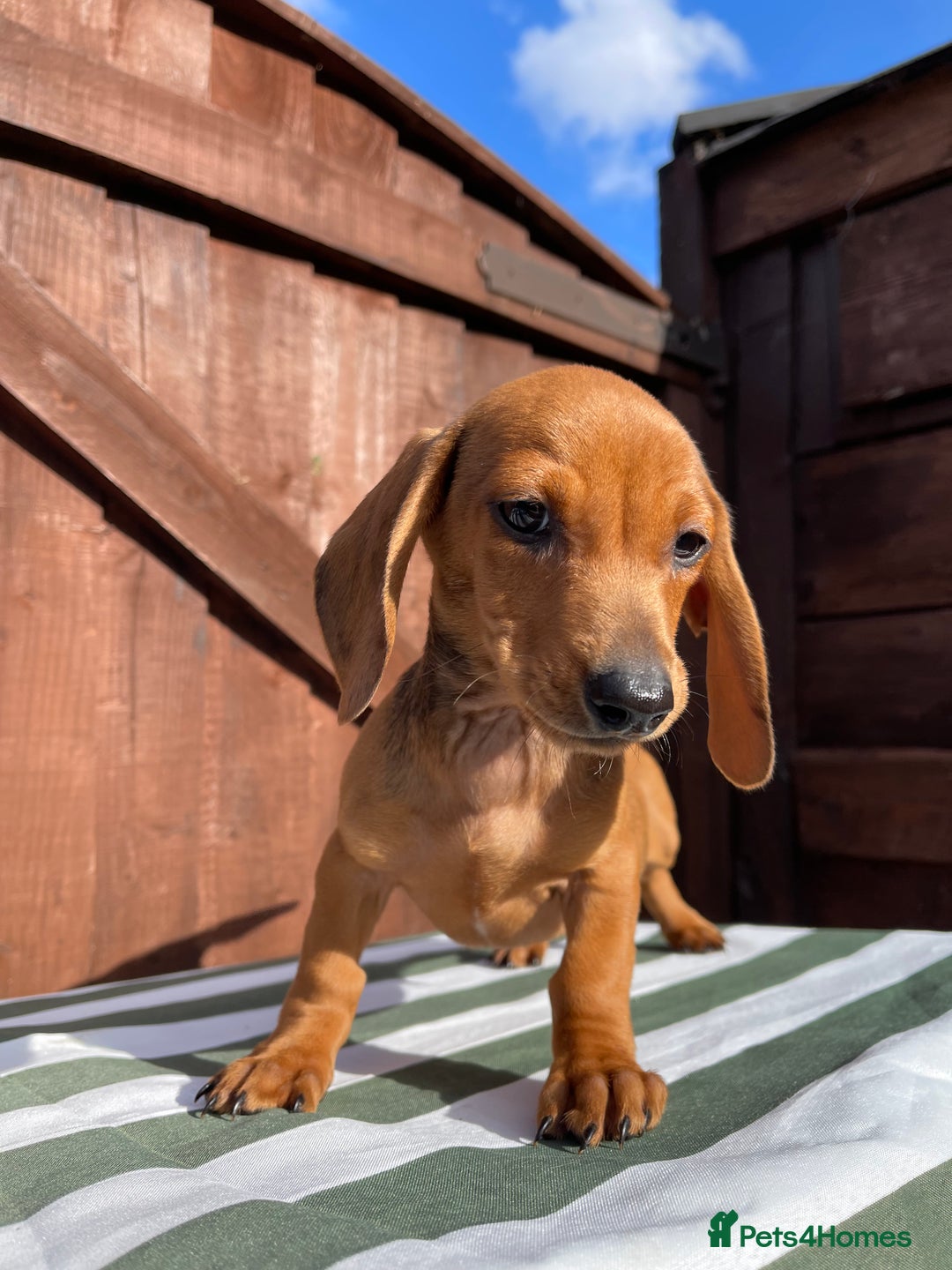 Dachshund dogs for sale: 4 beautiful dachshund puppies ready to go!!!! - Image 3