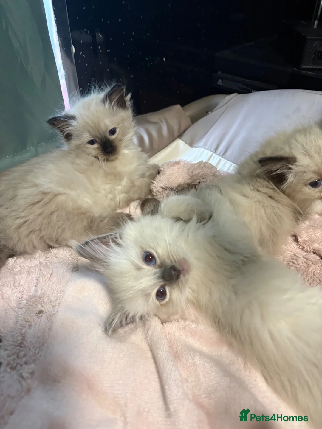 Ragdoll cats for sale: Beautiful ragdoll kittens ready now - Advert 1