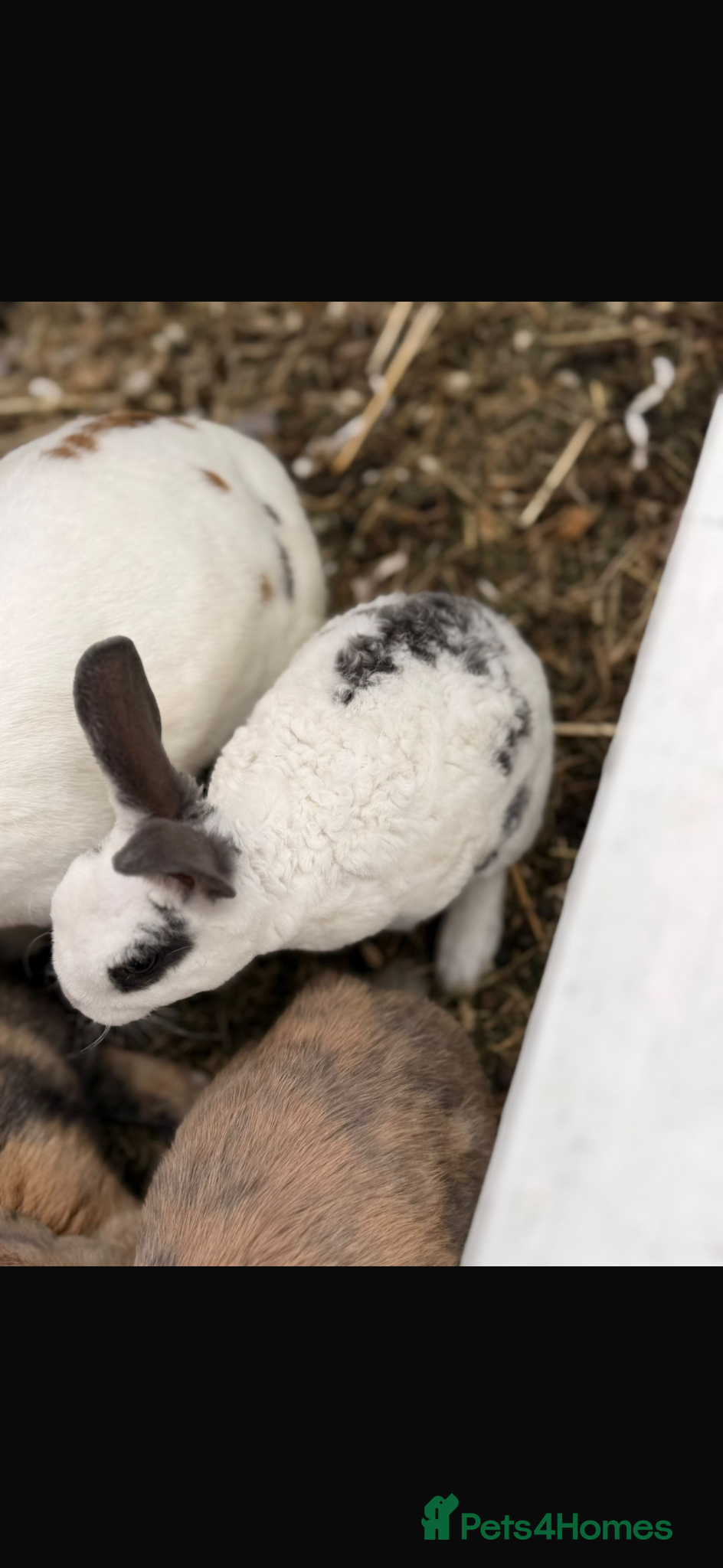 English Spot rabbits Baby rabbits ready to go - Advert 1