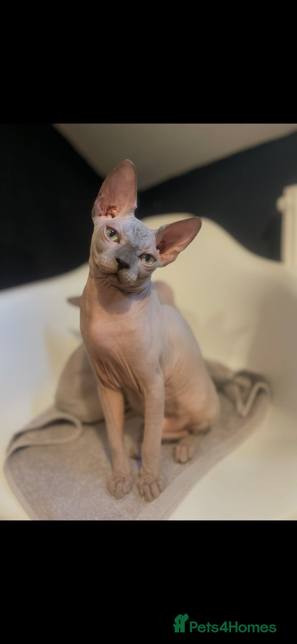 Sphynx cats ⭐ Exceptional Sphynx European Champion Bloodlines - Advert 1