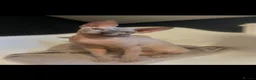 Sphynx cats for sale: ⭐ Exceptional Sphynx European Champion Bloodlines - Advert 1