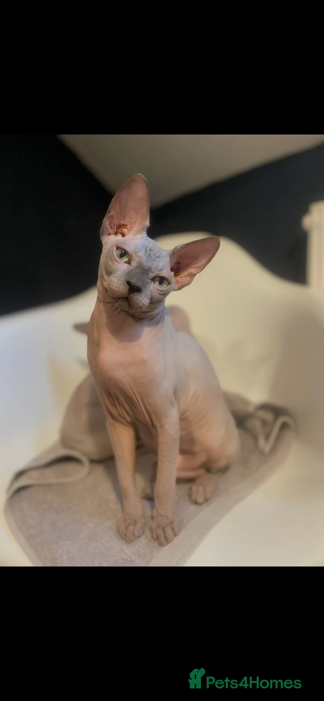 Sphynx cats for sale: ⭐ Exceptional Sphynx European Champion Bloodlines - Advert 1