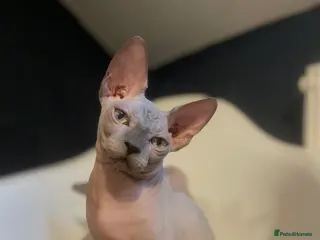Sphynx cats ⭐ Exceptional Sphynx European Champion Bloodlines - Advert 1