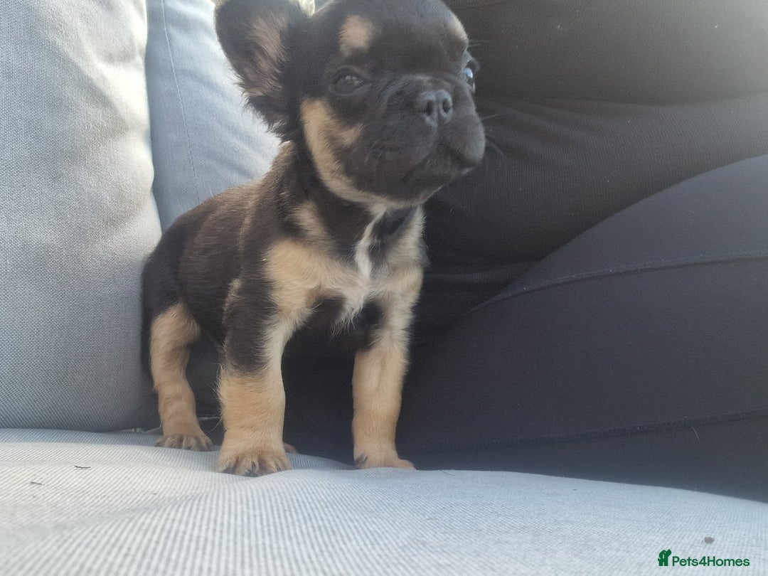 French Bulldog dogs for sale: Reduced! KC Fluffy  French Bulldog READY TO GO! - Image 5