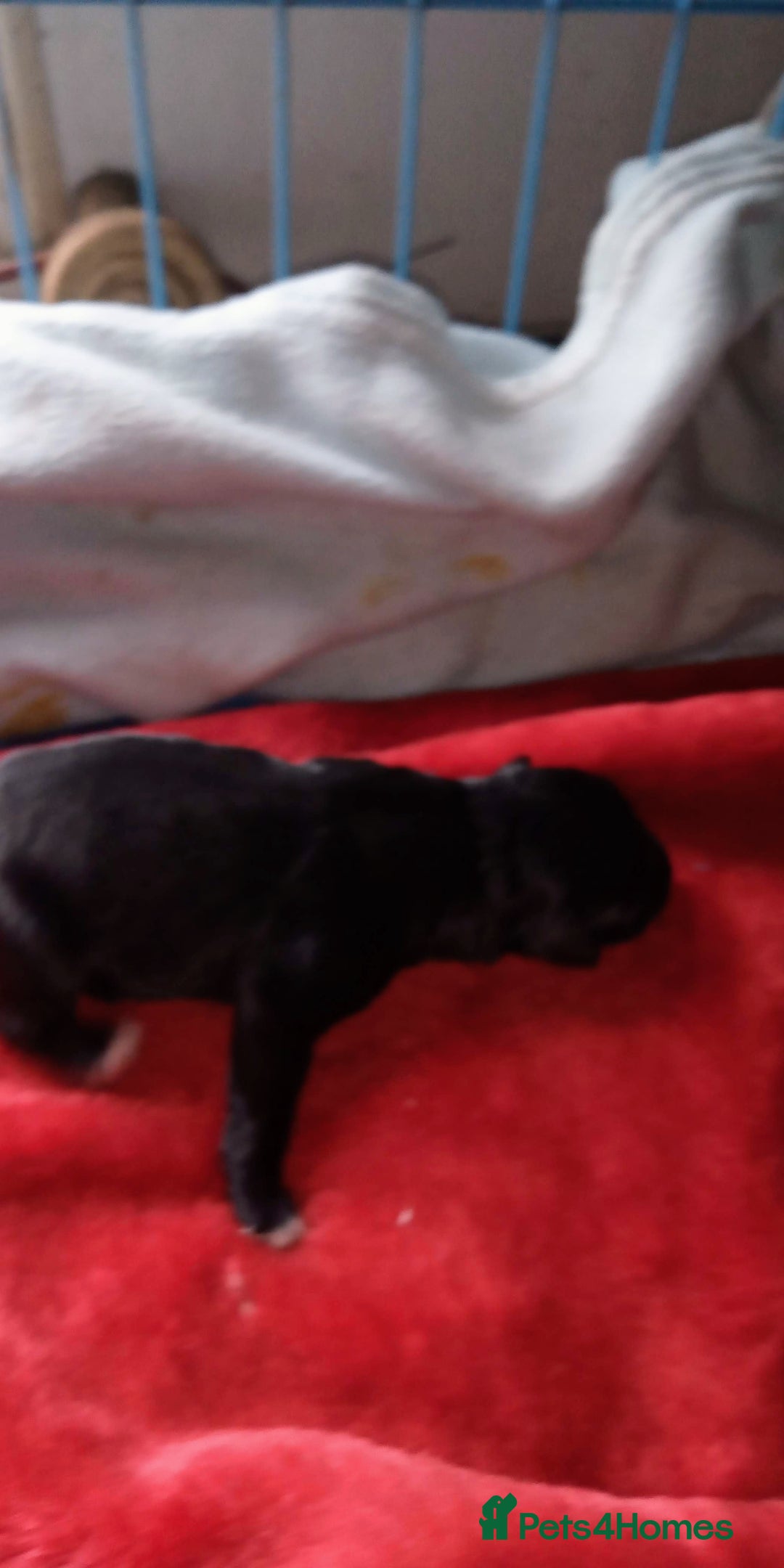 Miniature Schnauzer dogs for sale: Miniature Schnauzers Puppies - Advert 5