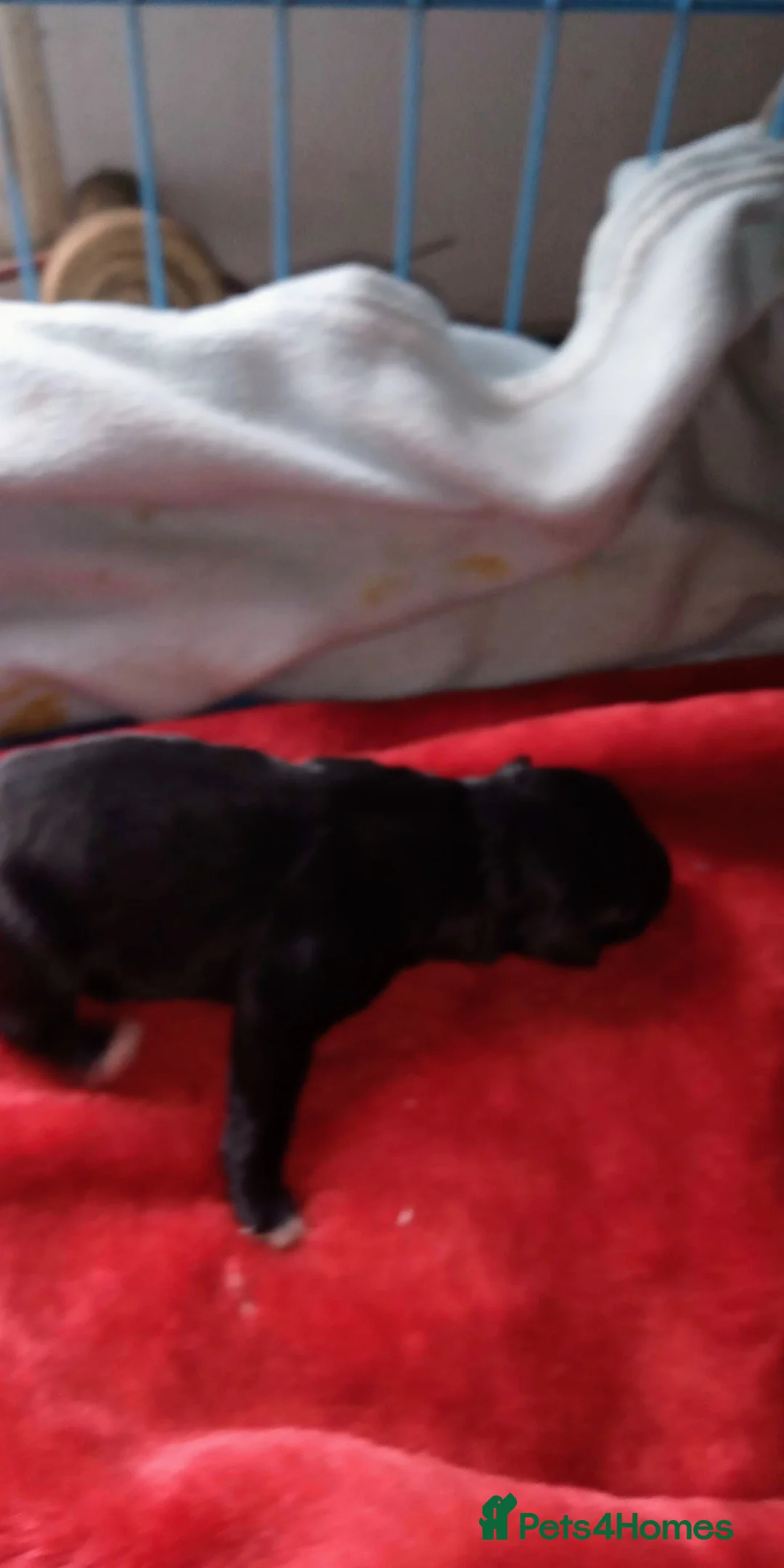 Miniature Schnauzer dogs for sale: Miniature Schnauzers Puppies - Advert 5