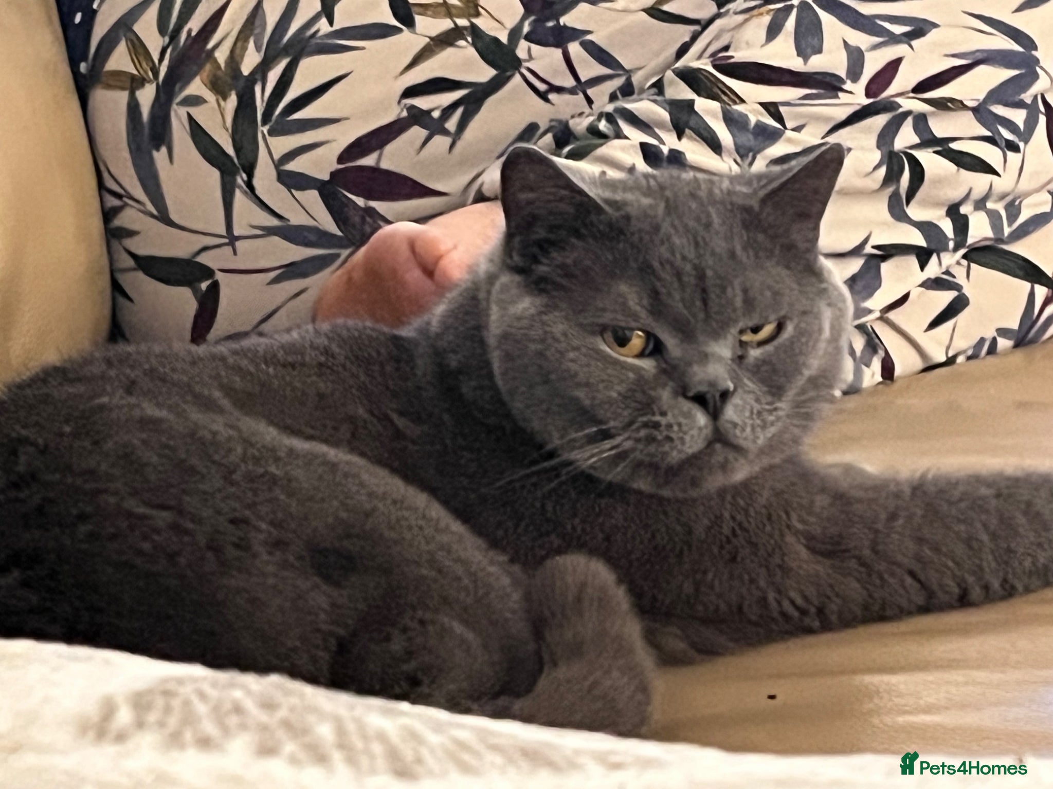 British Shorthair cats for sale: BRITISH SHORT HAIR KITTENS  - Advert 1