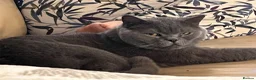 British Shorthair cats for sale: BRITISH SHORT HAIR KITTENS  - Advert 1