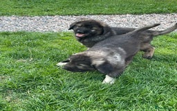 Caucasian Shepherd Dog dogs for sale: Beautiful pups from large parents  - Image 6