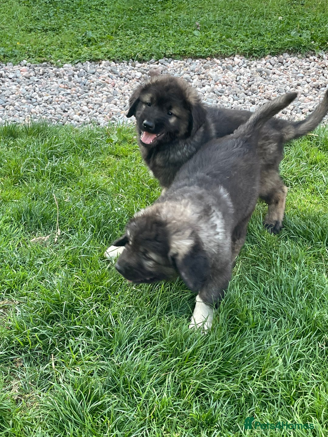 Caucasian Shepherd Dog dogs for sale: Beautiful pups from large parents  - Image 6
