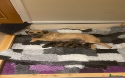 Border Terrier dogs for sale: Diane - Image 1
