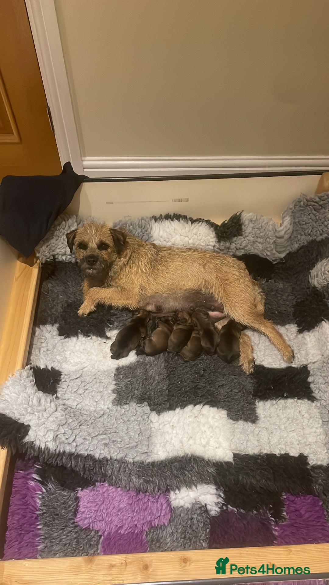 Border Terrier dogs for sale: Diane - Image 1