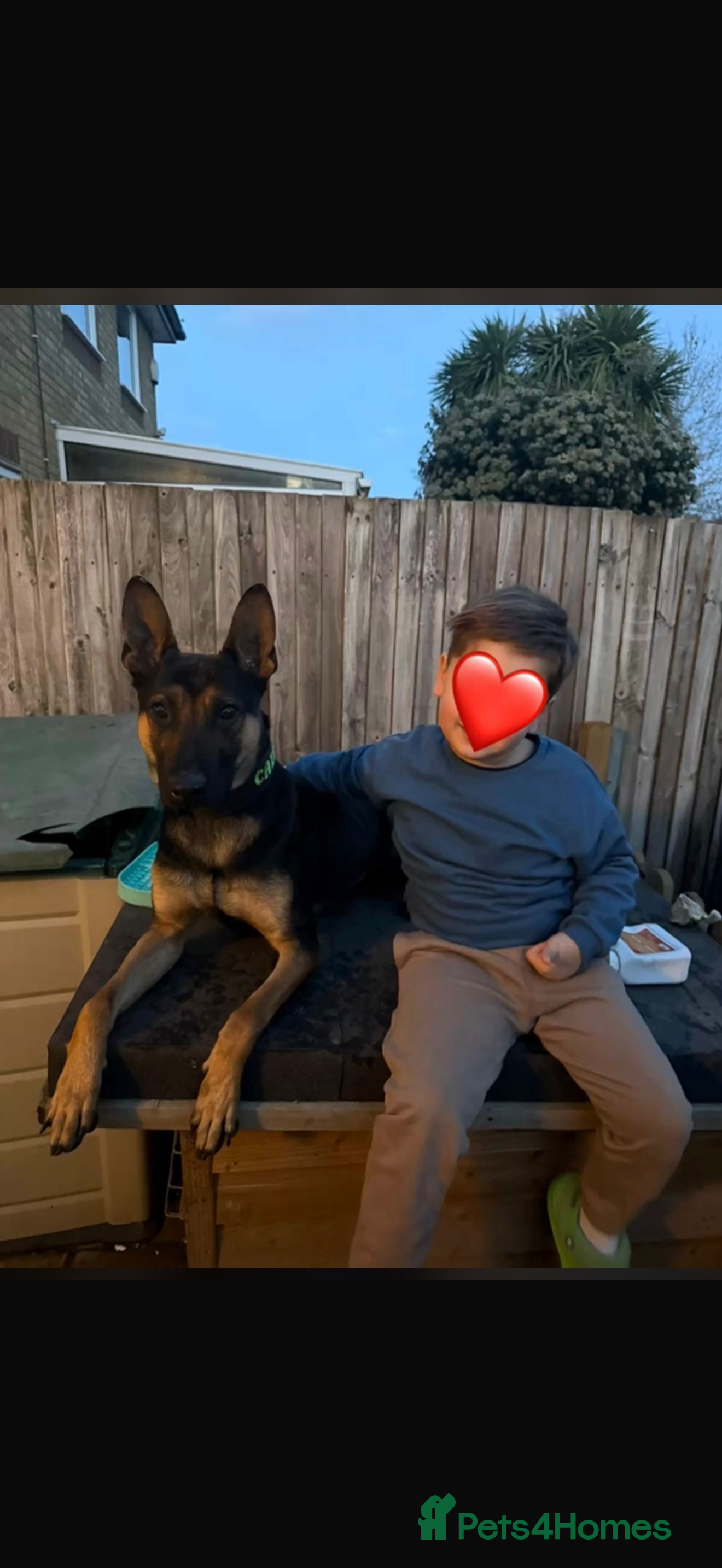 Belgian Shepherd Dog dogs 2.5 years old fully trained PP herder. - Advert 3