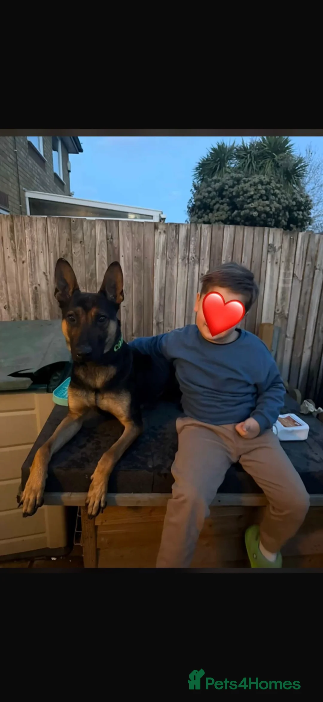 Belgian Shepherd Dog dogs for sale: 2.5 years old fully trained PP herder. - Advert 1