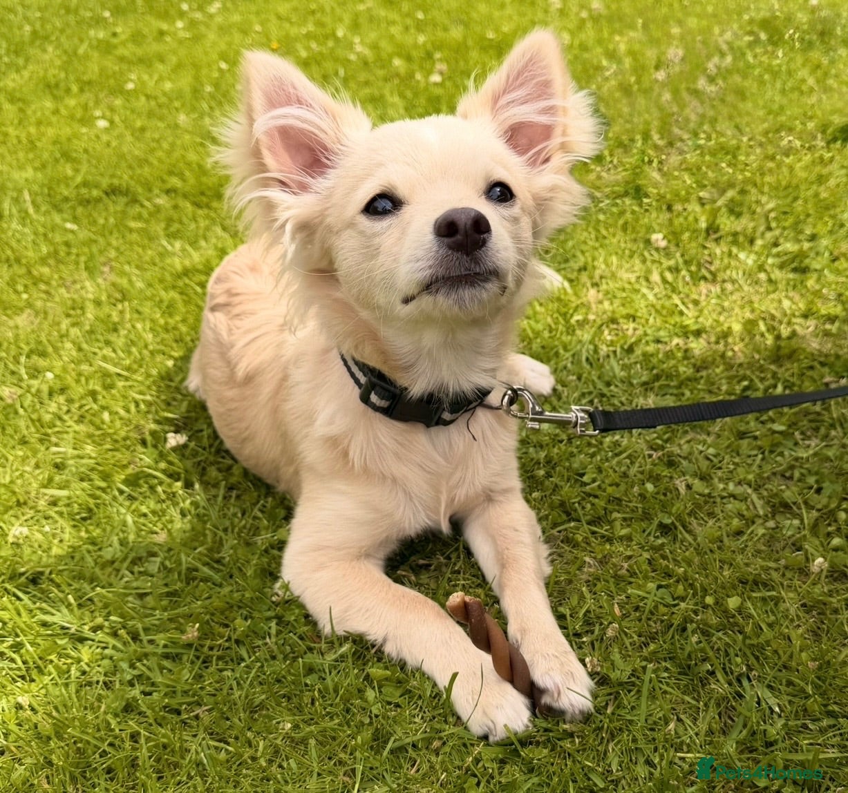 Chihuahua dogs Loving Young Dog Looking for His Forever Home - Advert 1