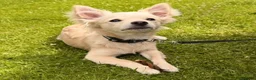 Chihuahua dogs for sale: Loving Young Dog Looking for His Forever Home - Advert 1