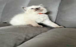 Ragdoll cats for sale: 😻 5 Beautiful Purebred Ragdoll Kittens 😻 - Image 12