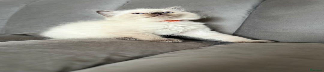 Ragdoll Kitten 2