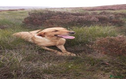 Labrador Retriever dogs for sale: Yellow Labrador female - Image 3