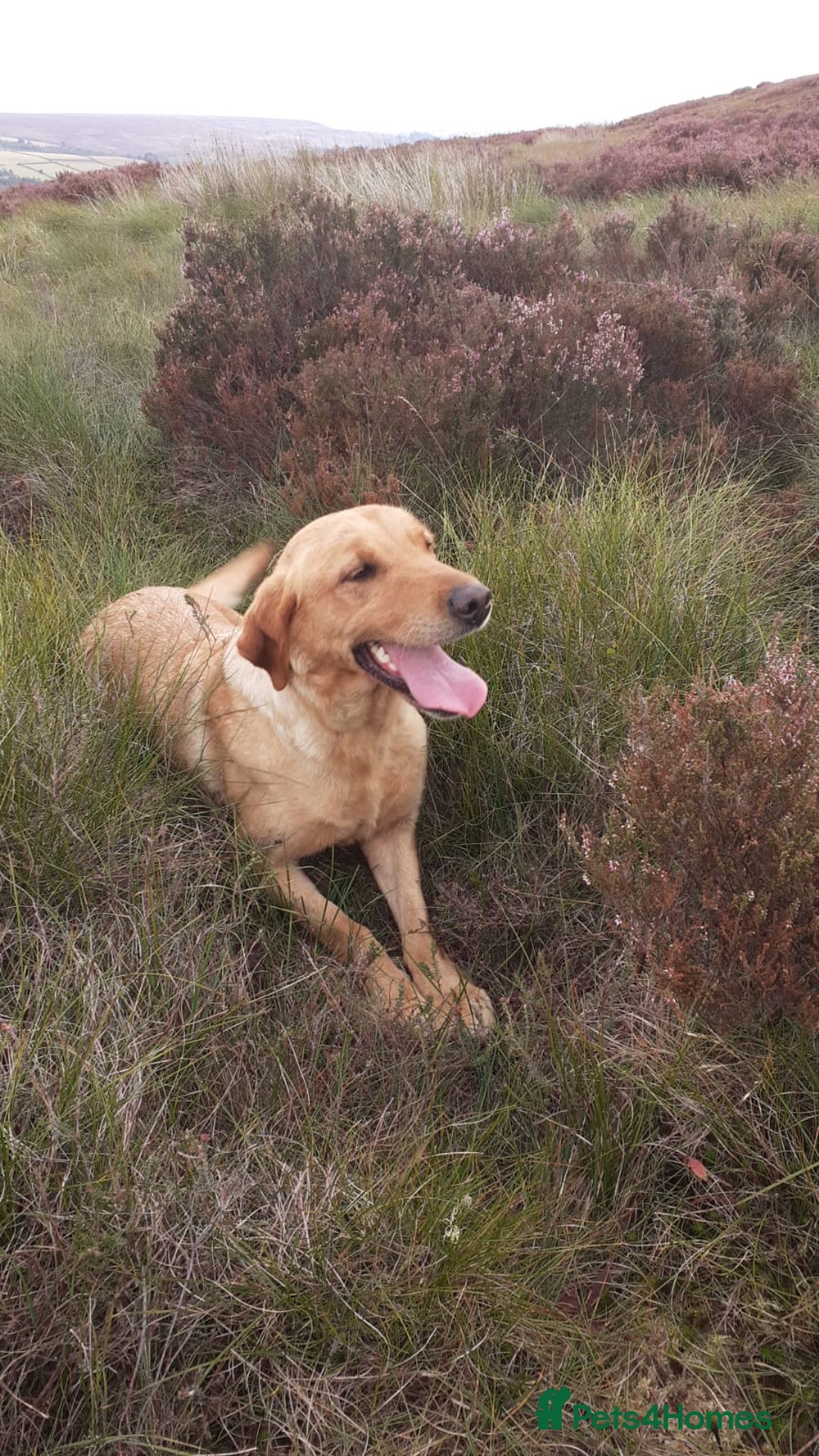 Labrador Retriever dogs for sale: Yellow Labrador female - Image 3