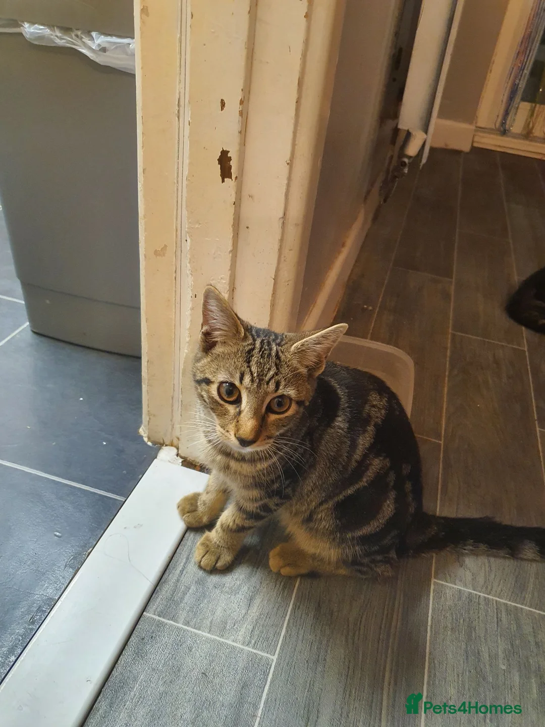 Mixed Breed cats for sale: 2 female, 1 male kitten - Advert 2