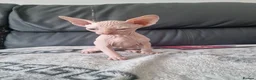 Sphynx cats for sale: Canadian Sphynx Kittens Looking for Loving Homes  - Advert 9
