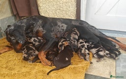 Mixed Breed dogs for sale: Beauceron/Doberman Pups - Image 5