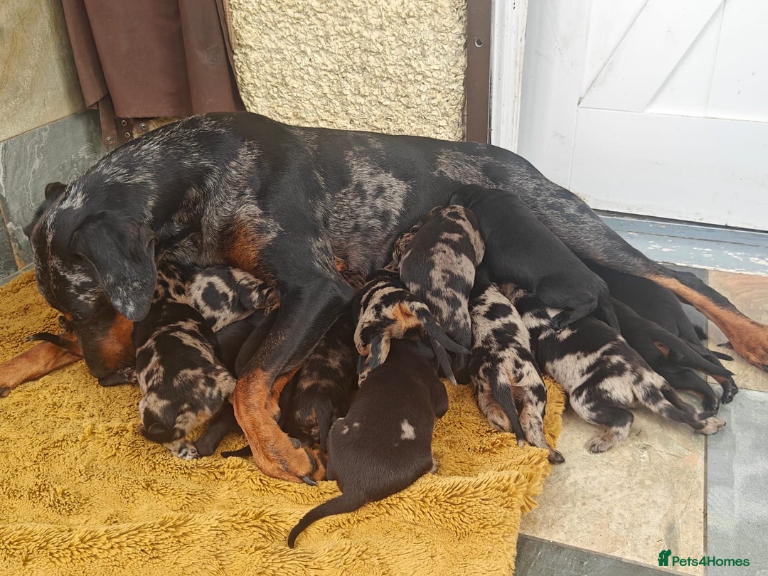 Mixed Breed dogs for sale: Beauceron/Doberman Pups - Image 5