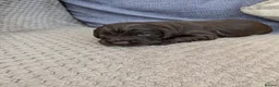 Cocker Spaniel dogs for sale: Cocker Spaniels  - Advert 5